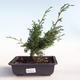 Outdoor bonsai - Juniperus chinensis Itoigava-chiński jałowiec VB2019-26905 - 1/3