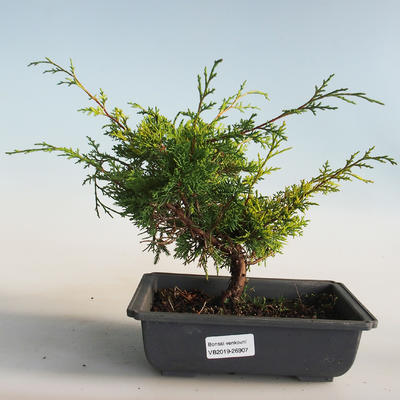 Outdoor bonsai - Juniperus chinensis Itoigava-chiński jałowiec VB2019-26907 - 1