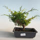 Outdoor bonsai - Juniperus chinensis Itoigava-chiński jałowiec VB2019-26907 - 1/3