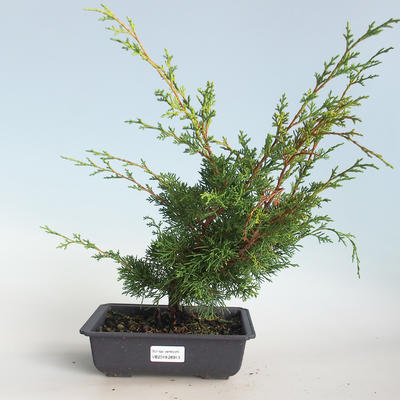 Outdoor bonsai - Juniperus chinensis Itoigava-chiński jałowiec VB2019-26913 - 1