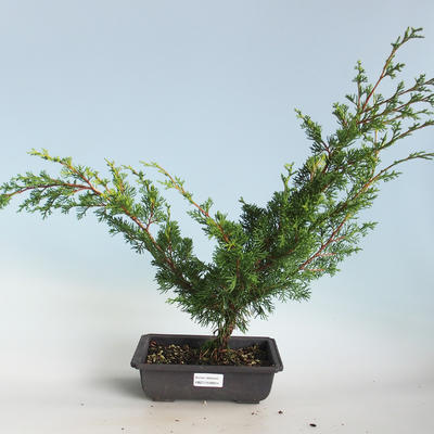 Outdoor bonsai - Juniperus chinensis Itoigava-chiński jałowiec VB2019-26914 - 1