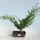 Outdoor bonsai - Juniperus chinensis Itoigava-chiński jałowiec VB2019-26914 - 1/3