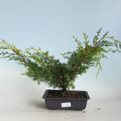 Outdoor bonsai - Juniperus chinensis Itoigava-chiński jałowiec VB2019-26918 - 1