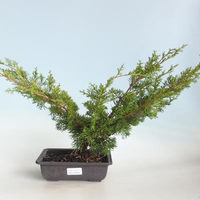 Outdoor bonsai - Juniperus chinensis Itoigava-chiński jałowiec VB2019-26922 - 1