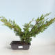 Outdoor bonsai - Juniperus chinensis Itoigava-chiński jałowiec VB2019-26922 - 1/3