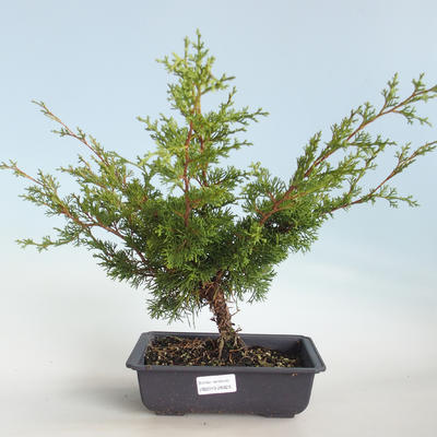 Outdoor bonsai - Juniperus chinensis Itoigava-chiński jałowiec VB2019-26923 - 1