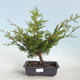 Outdoor bonsai - Juniperus chinensis Itoigava-chiński jałowiec VB2019-26923 - 1/3