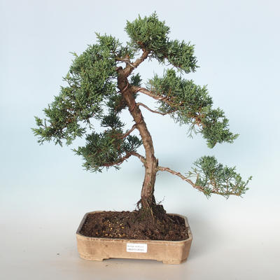 Outdoor bonsai - Juniperus chinensis - chiński jałowiec VB-26925