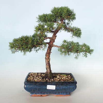 Outdoor bonsai - Juniperus chinensis - chiński jałowiec VB-26926