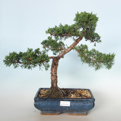 Outdoor bonsai - Juniperus chinensis - chiński jałowiec VB-26928