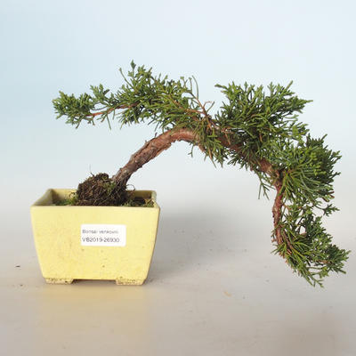 Outdoor bonsai - Juniperus chinensis - chiński jałowiec VB-26930