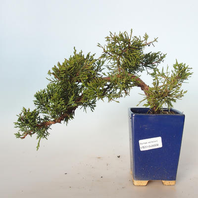 Outdoor bonsai - Juniperus chinensis - chiński jałowiec VB-26936