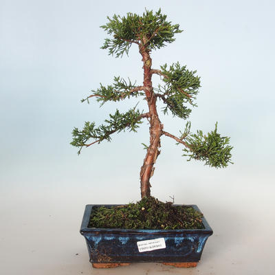 Outdoor bonsai - Juniperus chinensis - chiński jałowiec VB-26940