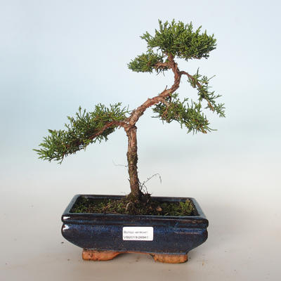 Outdoor bonsai - Juniperus chinensis - chiński jałowiec VB-26941