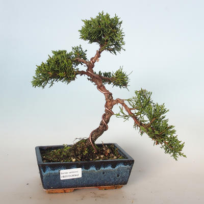 Outdoor bonsai - Juniperus chinensis - chiński jałowiec VB-26942