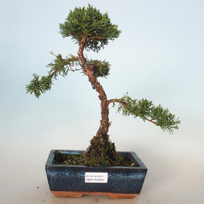 Outdoor bonsai - Juniperus chinensis - chiński jałowiec VB-26943