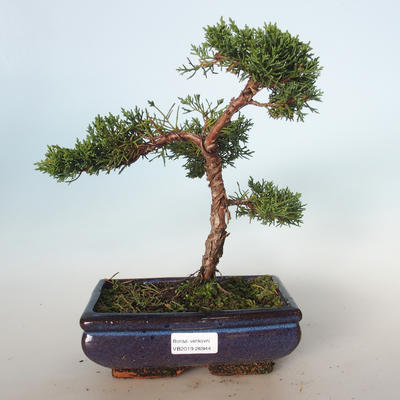 Outdoor bonsai - Juniperus chinensis - chiński jałowiec VB-26944