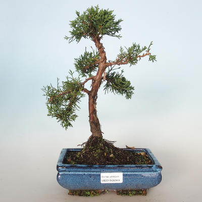 Outdoor bonsai - Juniperus chinensis - chiński jałowiec VB-26949