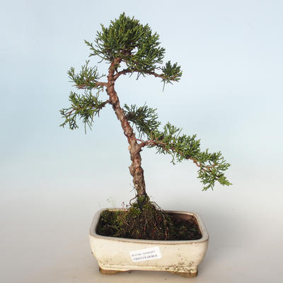 Outdoor bonsai - Juniperus chinensis - chiński jałowiec VB-26950