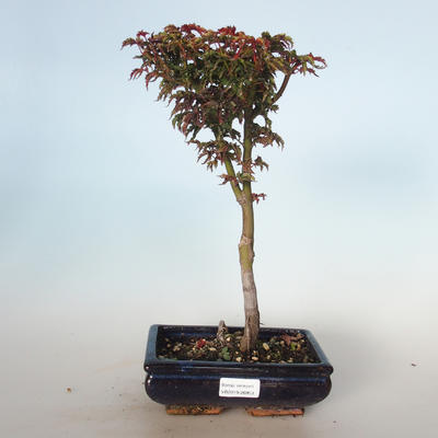 Outdoor bonsai - Acer palmatum SHISHIGASHIRA- Mały klon VB-26953 - 1