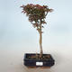 Outdoor bonsai - Acer palmatum SHISHIGASHIRA- Mały klon VB-26953 - 1/3