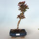 Outdoor bonsai - Acer palmatum SHISHIGASHIRA- Mały klon VB-26954 - 1/3