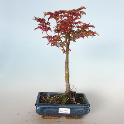Outdoor bonsai - Acer palmatum SHISHIGASHIRA- Mały klon VB-26955 - 1