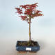 Outdoor bonsai - Acer palmatum SHISHIGASHIRA- Mały klon VB-26955 - 1/3