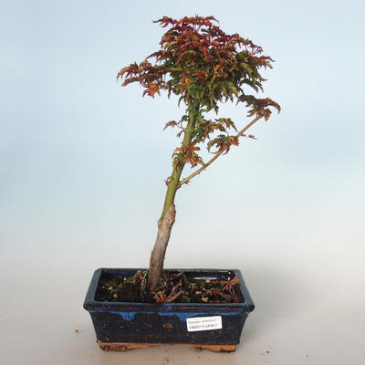 Outdoor bonsai - Acer palmatum SHISHIGASHIRA- Mały klon VB-26957 - 1