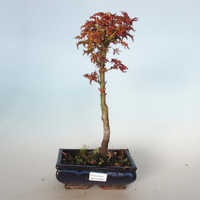 Outdoor bonsai - Acer palmatum SHISHIGASHIRA- Mały klon VB-26958 - 1