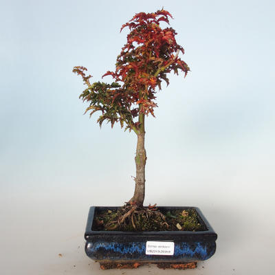 Outdoor bonsai - Acer palmatum SHISHIGASHIRA- Mały klon VB-26959 - 1
