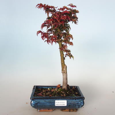 Outdoor bonsai - Acer palmatum SHISHIGASHIRA- Mały klon VB-26960 - 1