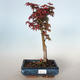 Outdoor bonsai - Acer palmatum SHISHIGASHIRA- Mały klon VB-26960 - 1/3