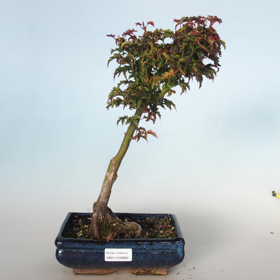 Outdoor bonsai - Acer palmatum SHISHIGASHIRA- Mały klon VB-26962 - 1