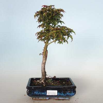 Outdoor bonsai - Acer palmatum SHISHIGASHIRA- Mały klon VB-26966 - 1