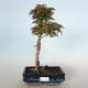 Outdoor bonsai - Acer palmatum SHISHIGASHIRA- Mały klon VB-26966 - 1/3