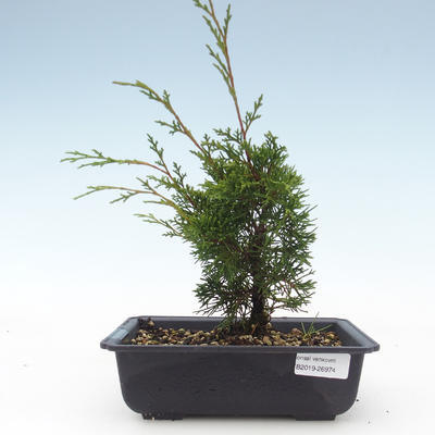 Outdoor bonsai - Juniperus chinensis Itoigawa-chiński jałowiec VB2019-26974 - 1