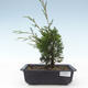 Outdoor bonsai - Juniperus chinensis Itoigawa-chiński jałowiec VB2019-26974 - 1/2