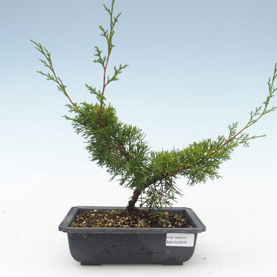 Outdoor bonsai - Juniperus chinensis Itoigawa-chiński jałowiec VB2019-26975 - 1