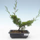 Outdoor bonsai - Juniperus chinensis Itoigawa-chiński jałowiec VB2019-26975 - 1/2