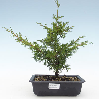 Outdoor bonsai - Juniperus chinensis Itoigawa-chiński jałowiec VB2019-26977 - 1