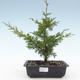 Outdoor bonsai - Juniperus chinensis Itoigawa-chiński jałowiec VB2019-26977 - 1/2