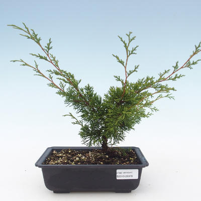 Outdoor bonsai - Juniperus chinensis Itoigawa-chiński jałowiec VB2019-26978 - 1