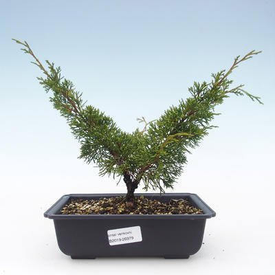 Outdoor bonsai - Juniperus chinensis Itoigawa-chiński jałowiec VB2019-26979 - 1