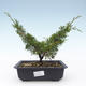 Outdoor bonsai - Juniperus chinensis Itoigawa-chiński jałowiec VB2019-26979 - 1/2