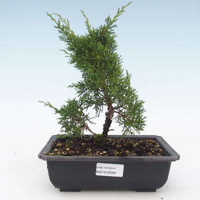 Outdoor bonsai - Juniperus chinensis Itoigawa-chiński jałowiec VB2019-26980 - 1
