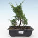 Outdoor bonsai - Juniperus chinensis Itoigawa-chiński jałowiec VB2019-26980 - 1/2