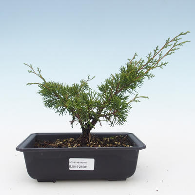 Outdoor bonsai - Juniperus chinensis Itoigawa-chiński jałowiec VB2019-26981 - 1