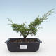 Outdoor bonsai - Juniperus chinensis Itoigawa-chiński jałowiec VB2019-26981 - 1/2