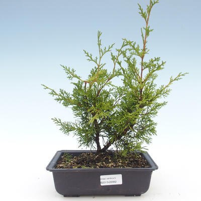 Outdoor bonsai - Juniperus chinensis Itoigawa-chiński jałowiec VB2019-26982 - 1